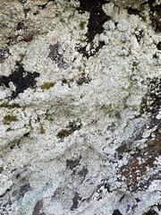 Lepraria normandinoides