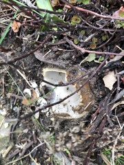 Sarcosphaera coronaria