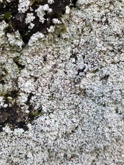 Lepraria normandinoides