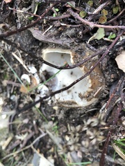 Sarcosphaera coronaria