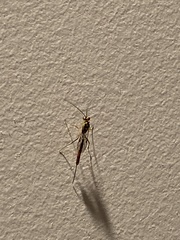 Ichneumonoidea