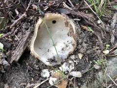 Sarcosphaera coronaria