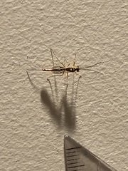 Ichneumonoidea