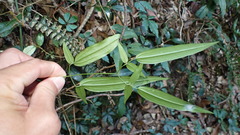 Jasminum urophyllum