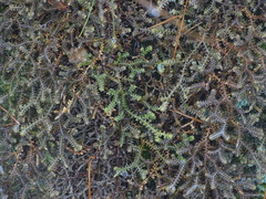 Selaginella rossii