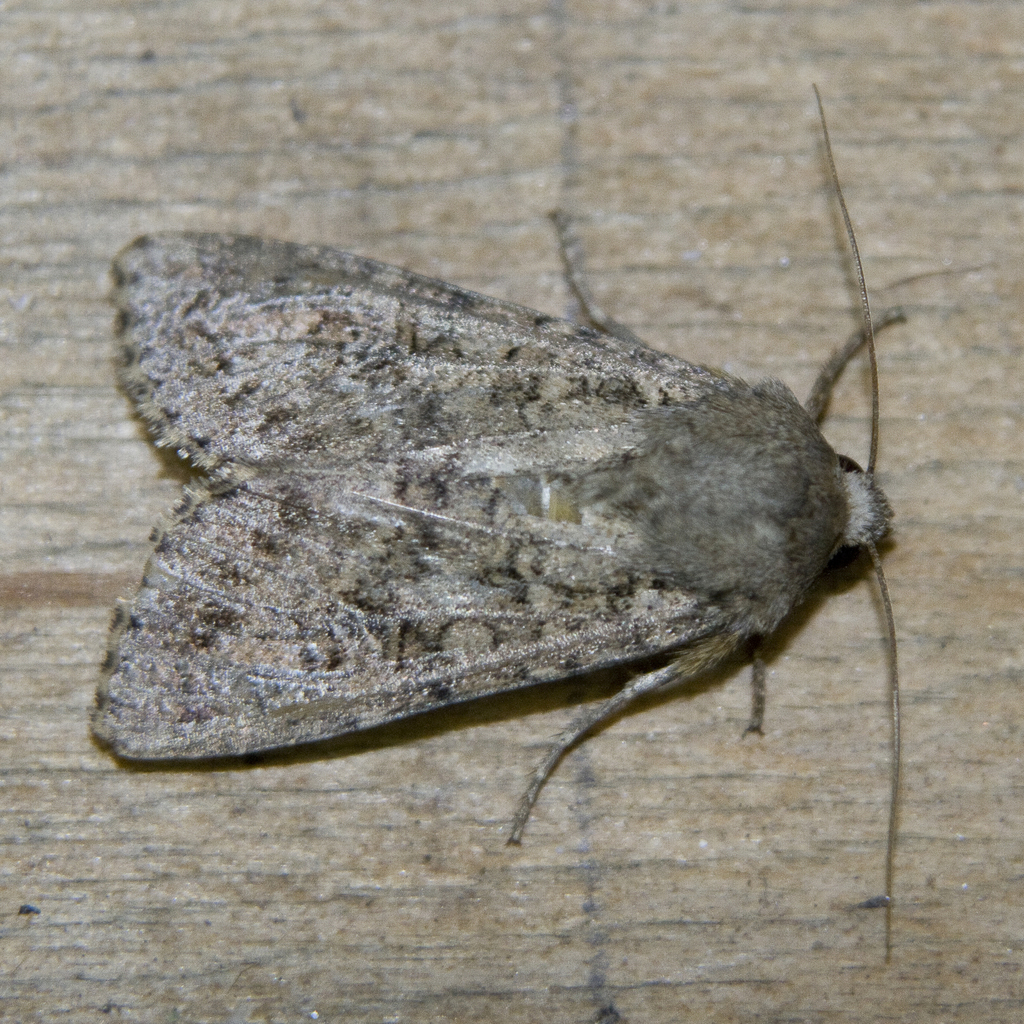 Sideridis egena