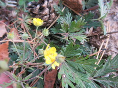 Potentilla intermedia