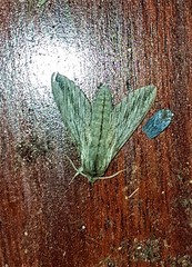 Oligographa juniperi