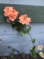 Crossandra infundibuliformis