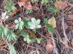 Potentilla intermedia