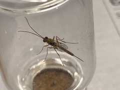 Ichneumonoidea