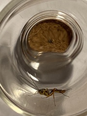 Ichneumonoidea