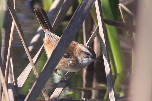Moustached Warbler (Acrocephalus melanopogon), photo 2