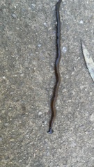 Bipalium fuscolineatum