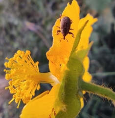 Acallopistus vellicosus