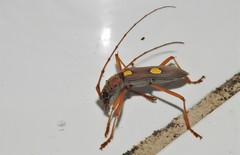 Eburia pedestris