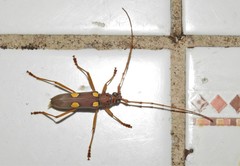 Eburia pedestris