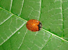 Chelymorpha boliviana