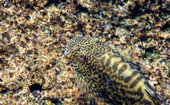 Sucker-Belly Loach photo 3
