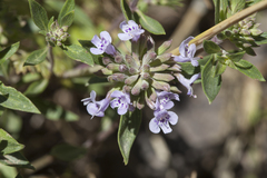 Ziziphora pedicellata