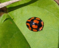 Botanochara angulata