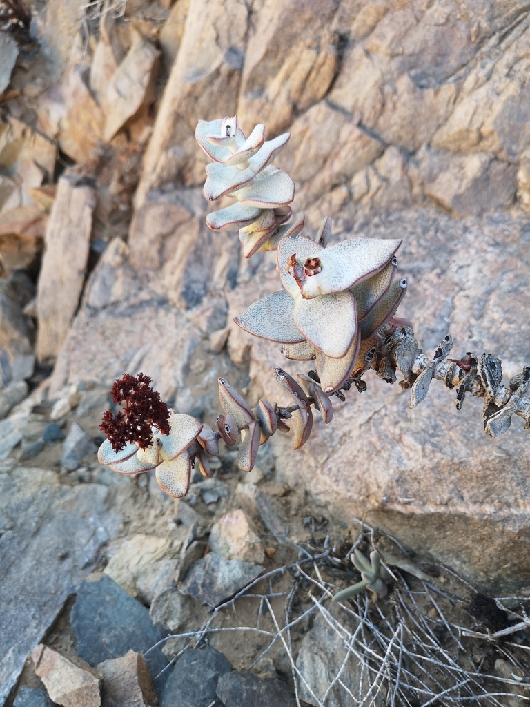 Crassula sladenii