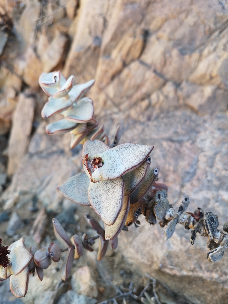 Crassula sladenii 2