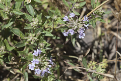 Ziziphora pedicellata