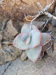Crassula sladenii