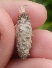 Phalacropterix bruandi