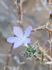 Barleria rigida