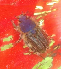 Pygopleurus syriacus