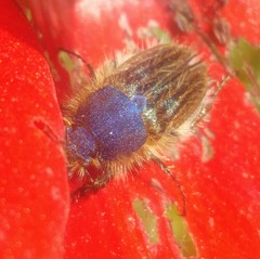 Pygopleurus syriacus