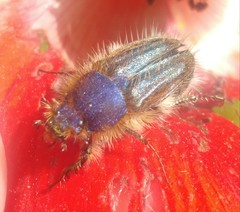 Pygopleurus syriacus