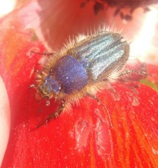 Pygopleurus syriacus