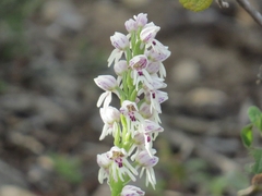 Orchis galilaea