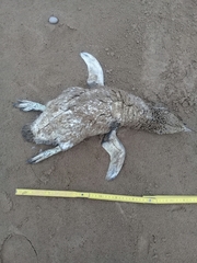 Spheniscus magellanicus