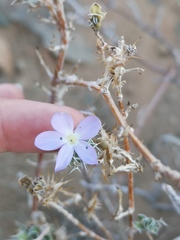 Barleria rigida