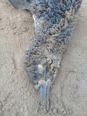 Spheniscus magellanicus