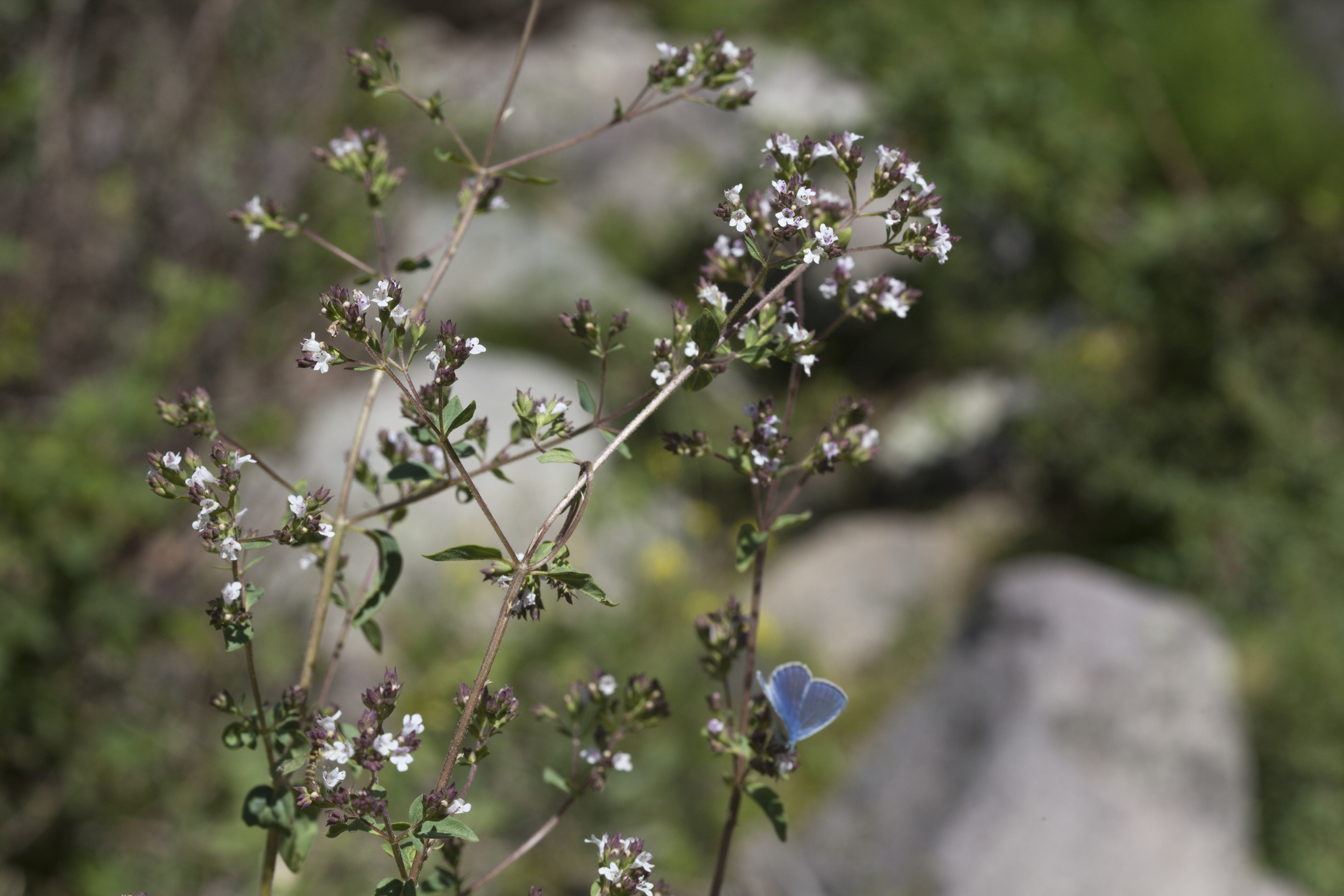 Origanum vulgare ssp. gracile