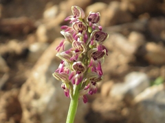Orchis galilaea