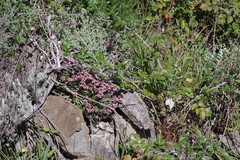 Crassula obovata