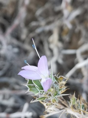 Barleria rigida