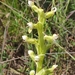 Habenaria obtusa - Photo (c) Laurent Quéno, algunos derechos reservados (CC BY-NC), subido por Laurent Quéno