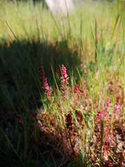 Rumex bucephalophorus