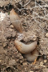 Gigantomilax eustrictus