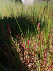 Rumex bucephalophorus
