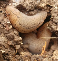 Gigantomilax eustrictus