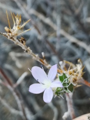 Barleria rigida
