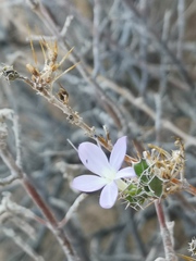 Barleria rigida